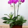 Pink orchids in a rectangular wooden planter with green foliage