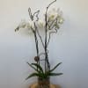 White orchid plant in a glass vase with decorative branches