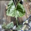 Close-up of a single glossy green heart-shaped leaf on a potted plant