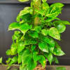 Pothos ivy is frequently grown in hanging pots. However, houseplant enthusiasts prefer