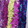 Box of colorful orchid blooms in purple, pink, yellow, and blue
