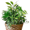 Potted houseplant arrangement in a woven basket planter