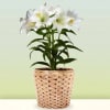 White lilies in a woven basket planter