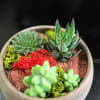 Potted succulent arrangement in a round beige planter
