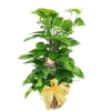 Potted pothos plant in a woven basket with a yellow ribbon
