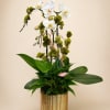 White Phalaenopsis orchids with chartreuse pom accents, broad green foliage in gold