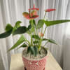 Potted anthurium plant with pink blooms in a patterned ceramic pot