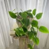 Potted trailing green houseplant in a textured planter on a pedestal