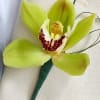 Mini Cymbidium Orchid Ringer Bearer