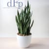 "
If you're looking for an easy-care houseplant, you can't do much better