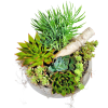 Succulent arrangement in a white bowl with a birch branch