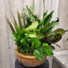 Mixed green potted plant arrangement in a decorative bowl