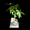 Potted money tree plant with a white ribbon in a pale green pot
