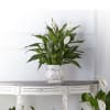 White peace lilies in a white pedestal pot with a ribbon