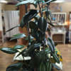 Tall potted rubber plant in a woven basket planter