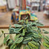 Hanging plant with striped green leaves in a brown hanger
