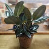 Potted rubber plant with glossy dark green leaves in a woven basket