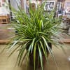 Potted variegated dracaena plant in a woven basket