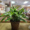Potted green houseplant in a woven basket planter