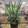 Tall potted dracaena plant in a woven basket cover