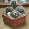 4 assorted cacti in a ceramic container (pots come in assorted colors