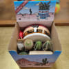 Traveling cactus kit - the fun is in assembling! Comes with pot