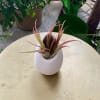 Small potted air plant in a white ceramic vase