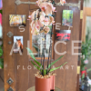 Stunning Phalaenopsis orchid boasting two stems of beautiful peach blooms.  Planted
