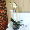 A simple and neat display perfect for the work space. Orchids improve