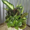 Send a Garden of tropical plants to let them know you are