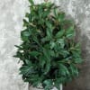 Potted green plant with dense glossy leaves in a gray planter