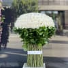 Large dome of white roses with a band of green foliage