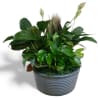 Potted green plant arrangement in a ribbed gray container