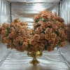 Large peach rose arrangement in a gold pedestal vase