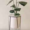 Potted monstera plant in a white planter on a metal stand