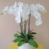 White orchid arrangement in a white pot with broad green leaves