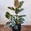 Variegated rubber plant in a black pot