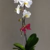 White orchid arrangement with succulents in a red square vase