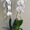 White orchids in a dark decorative pot with striped succulents