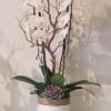 White orchid arrangement in a white pot with a purple succulent