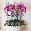 Pink orchids in a white textured planter with gray succulents