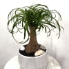 Potted ponytail palm in a white ribbed planter with decorative stones