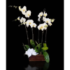 White orchid arrangement in a rectangular wooden planter with a white bow