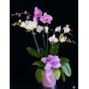 Pink and white orchids in a lavender pot with a ribbon bow