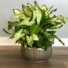 Mixed green plants in a variety of ceramic containers available in three