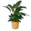 Potted peace lily in a woven basket planter