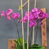 Tall pink phalaenopsis orchid plant in a clear glass vase with bamboo supports.