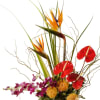 Tall tropical arrangement with birds of paradise, red anthuriums and orchids in a black vase