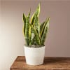 Snake plant in a white pot on a wooden surface