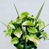 Large Midori or Rainbow Anthuriums with stargazer lilies.
standard as shown